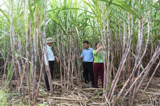 Hiệu quả tích tụ ruộng đất để trồng mía ở Tân Kỳ