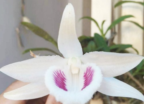 Anh nông dân nuôi cây lan đột biến giá gần 7 tỷ đồng 