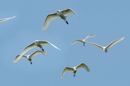 Mùa cò trắng di trú về ven bờ Lam giang