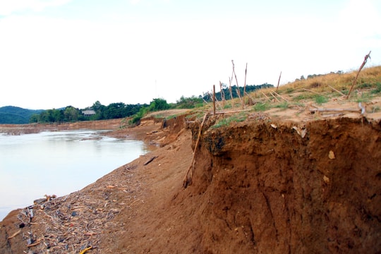 Cận cảnh sạt lở bờ sông Lam đoạn qua Tương Dương, Con Cuông