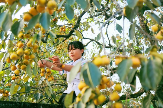 Lạc vào vườn hồng đẹp như tranh ở Nam Đàn