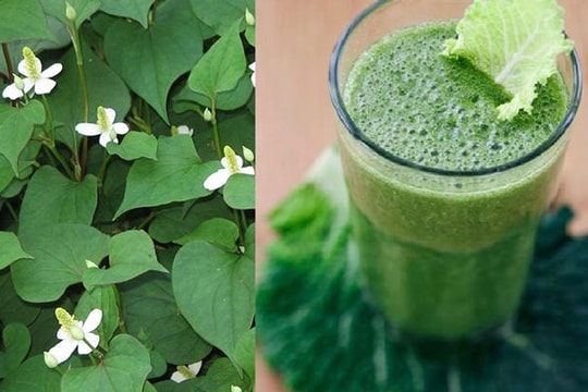 Rau diếp cá - “khắc tinh” của bệnh trĩ