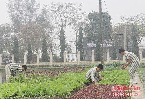 Công an Nghệ An làm tốt quản lý, thi hành tạm giữ, tạm giam và thi hành án hình sự