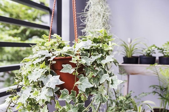 10 loại cây giúp không khí nhà bạn trong lành hơn