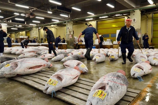 Mỹ thông qua đạo luật BUILD đối với châu Phi; Chợ cá lớn nhất thế giới ở Nhật đóng cửa