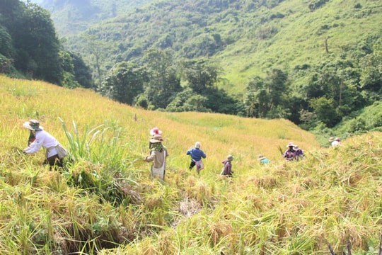 Mùa lúa rẫy nơi vùng cao xứ Nghệ