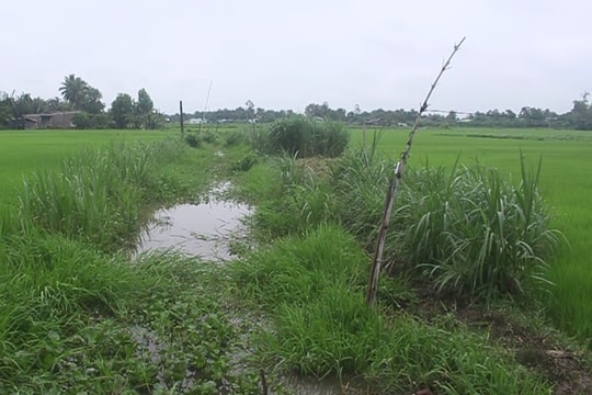 Người phụ nữ bị điện giật chết khi cắt cỏ cho bò ăn