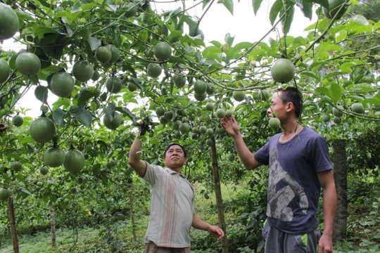 Nông dân vùng trồng chanh leo lớn nhất Nghệ An gặp khó