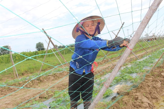 Anh Sơn gieo trồng hơn 300ha chuyên canh rau màu hàng hóa 