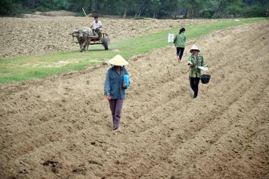 Nông dân vùng bãi ven sông Lam vào vụ trồng ngô đông sau lũ