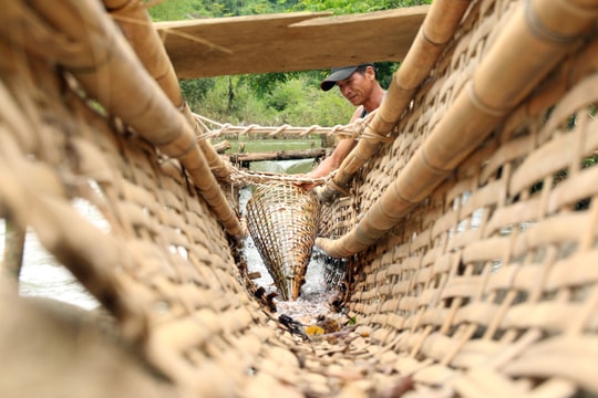 Người dân vùng cao Nghệ An dựng lũy trên suối đón cá đặc sản