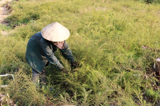 Khoanh đồi, "ngồi chờ" cây rành rành lớn, thu nhập hàng trăm triệu mỗi năm 