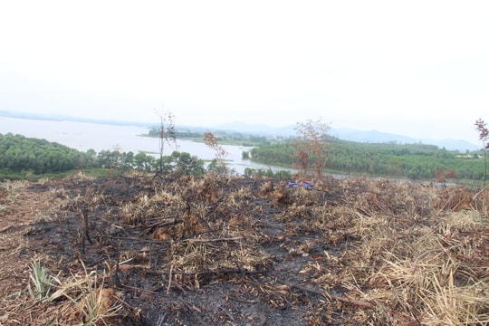 Quỳnh Lưu: Người dân ồ ạt phá rừng phòng hộ để trồng dứa