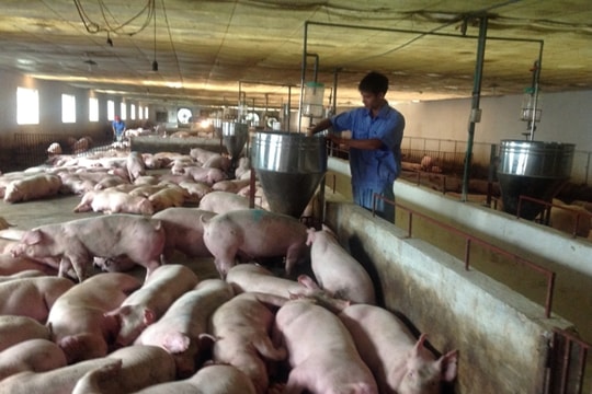 Thị trường thịt lợn: Doanh nghiệp không nên “tham bát bỏ mâm“