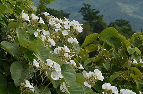 Những loài ngoại lai xâm hại khoa học đau đầu tìm cách diệt trừ