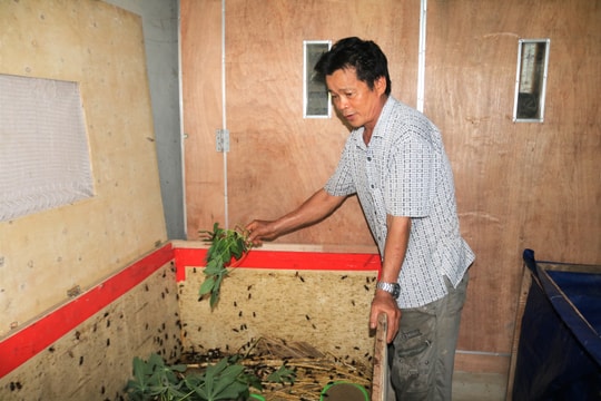 Người đàn ông 60 tuổi "ở cùng dế”, thu 15 triệu đồng/tháng