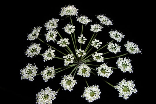 Những loài cây độc nhất thế giới