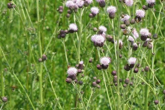 30% lượng lúa mì nhập về Việt Nam nhiễm cỏ kế đồng