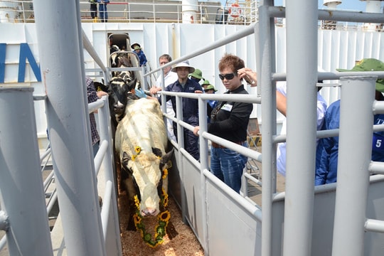 Gần 1.800 con bò sữa cao sản nhập khẩu từ Mỹ về Nghệ An