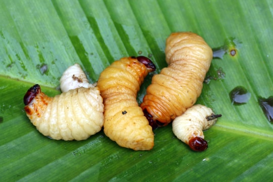 Vượt rừng săn sâu “khủng” làm món ăn ở vùng cao Nghệ An