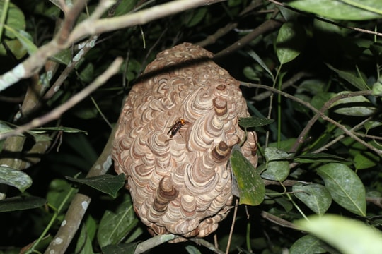 Hung dữ tấn công người - ẩn họa mùa ong vò vẽ miền Tây Nghệ An 