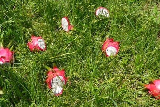 Nông dân trồng thanh long ở Bình Thuận chặt bỏ trái vì không ai mua