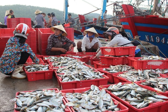 Chỉ 4 ngày ra khơi, một ngư dân trúng đậm mẻ cá bạc má hơn 10 tấn
