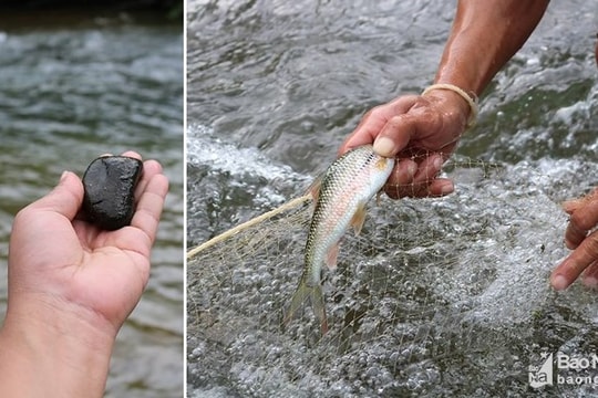 Săn cá mát đặc sản bằng cách ném đá nhử của người Thái ở Nghệ An