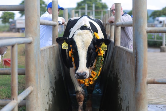 Tập đoàn TH sản xuất sữa tươi sạch từ các "cô bò" chuẩn quốc tế