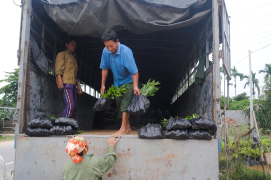 "Xuống giống" trên 1.200 ha rừng gỗ lớn ở Nghệ An 