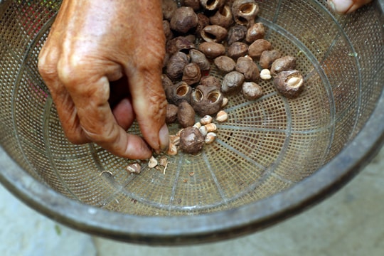 Dùng dao, búa cạy hạt rừng làm món ngon ở vùng cao xứ Nghệ