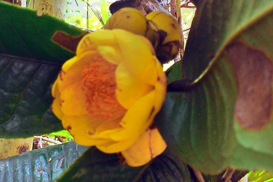 Quế Phong: Vì sao khó mở rộng diện tích chè hoa vàng?