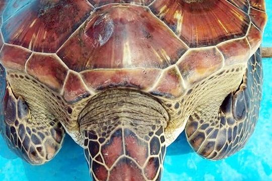 Bắt được rùa quý hiếm, ngư dân Nghệ An tặng người khác chăm nuôi chờ ngày thả về biển