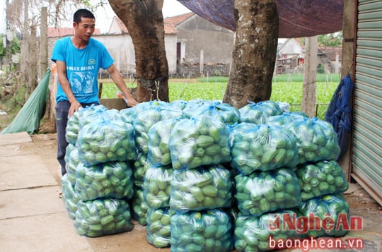 Thị xã Hoàng Mai lần đầu trồng su su theo quy trình VietGAP