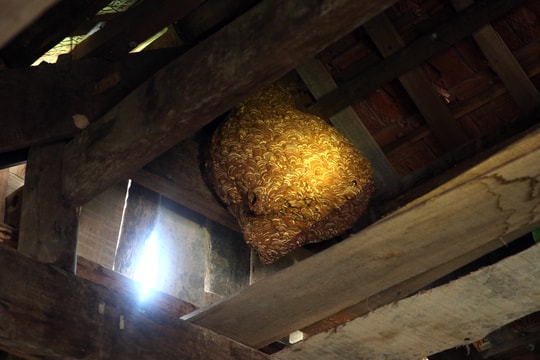 Gia đình người Thái chung sống “hòa thuận” với tổ ong “sát thủ” khủng
