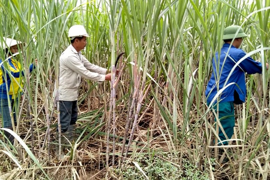 Công ty CP Mía đường Sông Con: Hài hòa lợi ích với nông dân