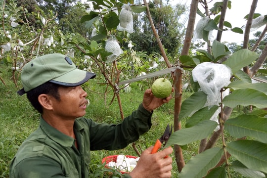 Khai hoang trồng ổi da xù Thái Lan, người đàn ông có thu nhập cao