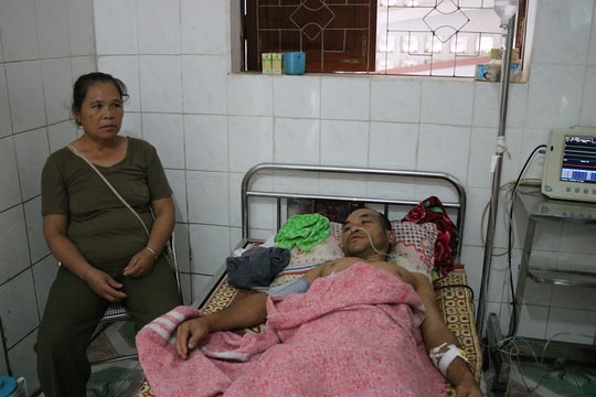 Nghệ An: 11 người thương vong do bị ong vò vẽ đốt