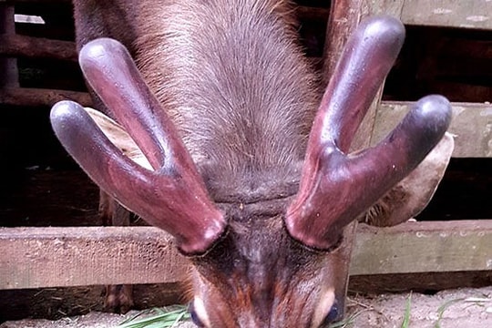 Giáo dân Quỳnh Lưu nuôi hươu nai thu hàng tỷ đồng mỗi năm