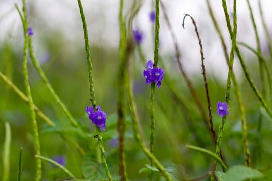 Vẻ thanh tao, thuần khiết của những bông hoa dại quanh ta