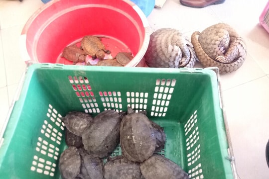 Bắt khẩn cấp đối tượng vận chuyển số lượng lớn tê tê, rùa quý hiếm 