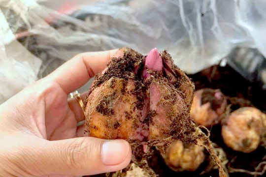 Giá giống hoa Tết rục rịch tăng cao