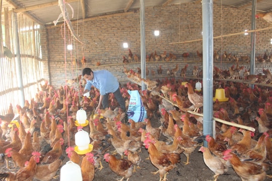 Anh nông dân biến lò gạch cũ thành trang trại chăn nuôi lớn nhất vùng