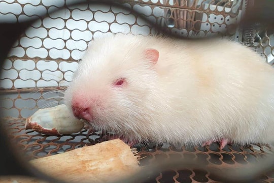 Ngắm dúi bạch tạng hiếm gặp ở phố núi Nghệ An