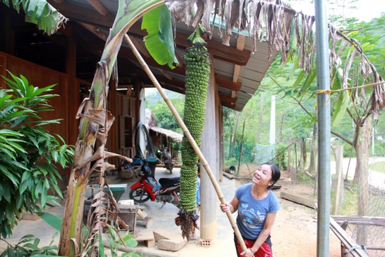 Độc đáo buồng chuối gần 2.000 quả 