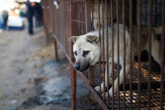 Đài Loan sẽ khởi tố 2 lao động Việt về tội làm thịt chó