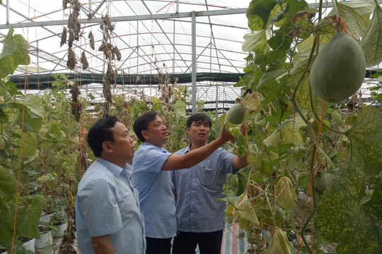 Hiệu quả từ mô hình trồng dưa leo trong nhà lưới ở Yên Thành