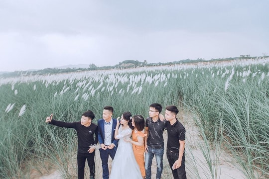 Phát hiện vùng lau giữa bãi nổi, nhiều bạn trẻ vượt sông Lam đến chụp ảnh