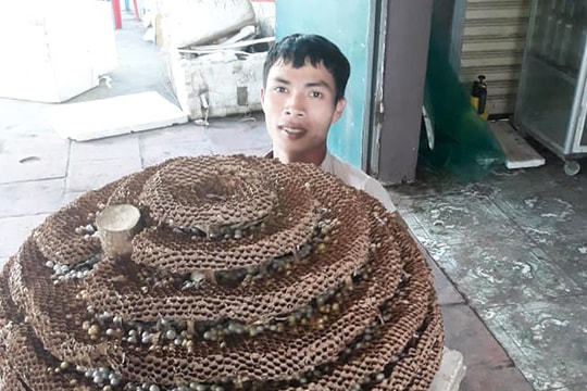 Người dân săn được tổ ong “khủng” 10 tầng ở biên giới Nghệ An - Lào
