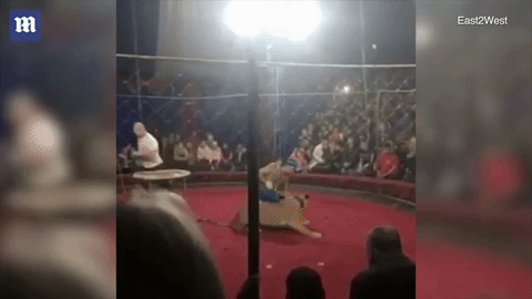 Bé gái 4 tuổi bị sư tử phá lưới, vồ trong rạp xiếc